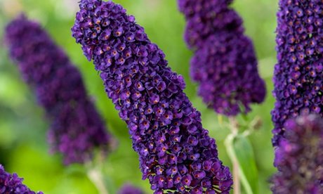 Schmetterlingsflieder „Buddleja davidii : 3 / Weiß