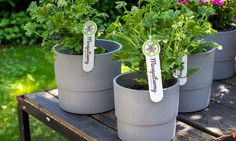 Duftpelargonien: 3 Pflanzen