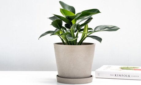 3er-Set Zimmerpflanzen