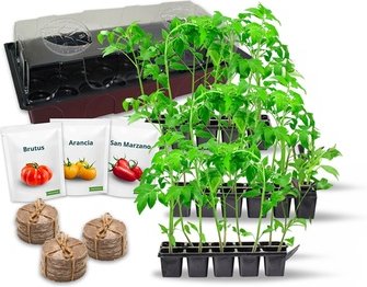 Tomaten-Set mit Mini-Gewächshaus: Klassiker-Set