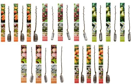 3er-Set Obstbäume: Jonagold (Apfel)