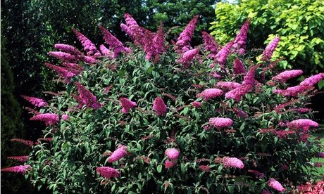 Schmetterlingsstrauch: 3x