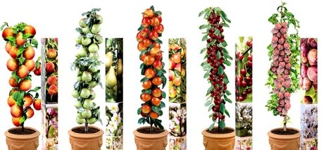 Set von AA-Qualität Obstbäumen Spindeln: 10