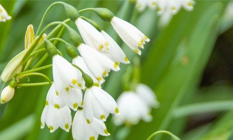 Sommer-Schneeglöckchen-Blumenzwiebel „Leucojum aestivum“: 20x