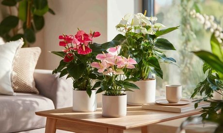 Flamingoblume: 17 cm / Weiß