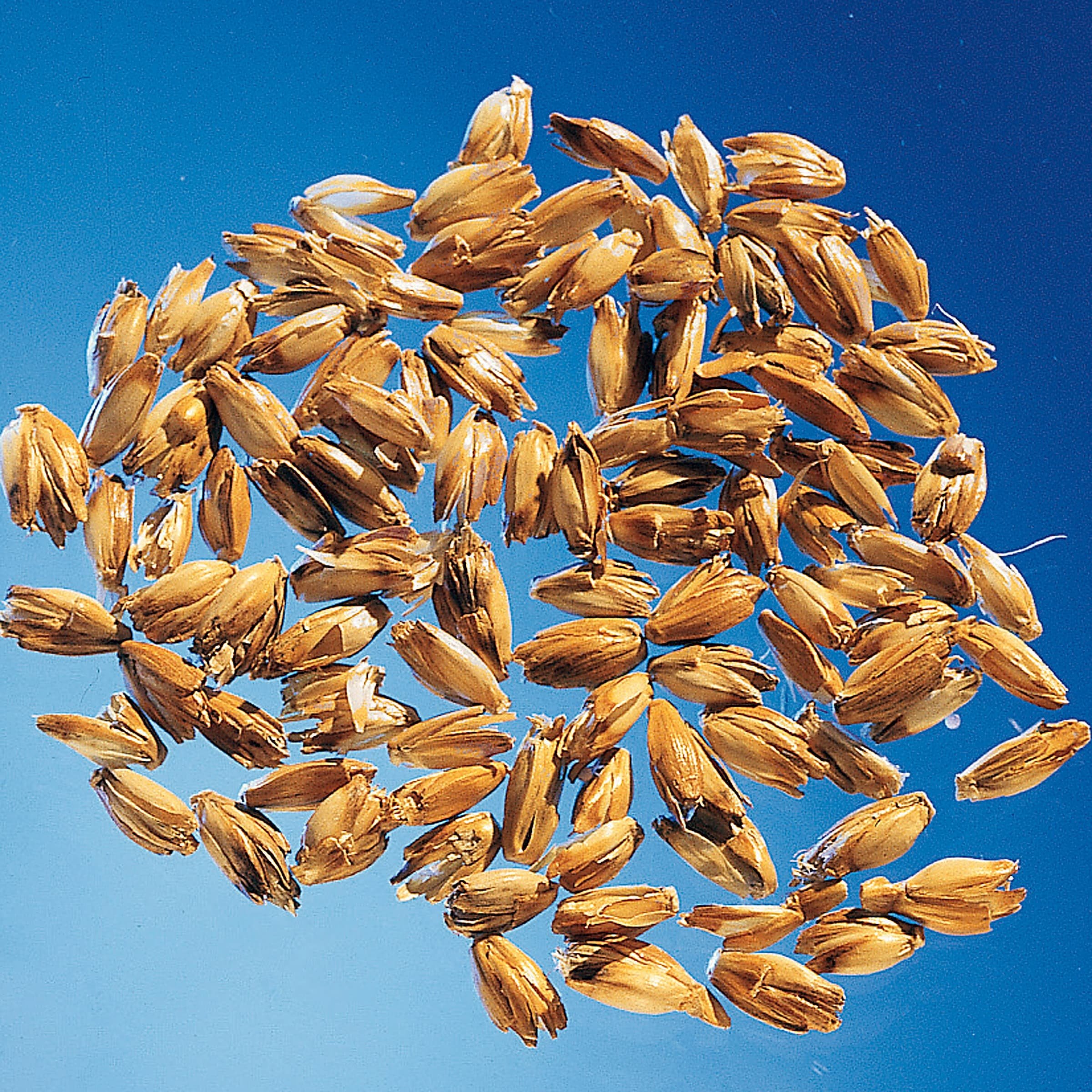 Theraline Stillkissen Dinkelspreufüllung 190 cm