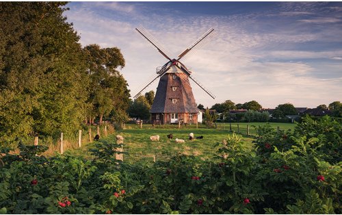 KOMAR Vliestapete »Tage wie Diese«, Breite 450 cm, seidenmatt - bunt
