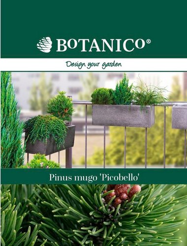 Botanico Bergkiefer, Pinus mugo »Picobello«, immergrün - gruen