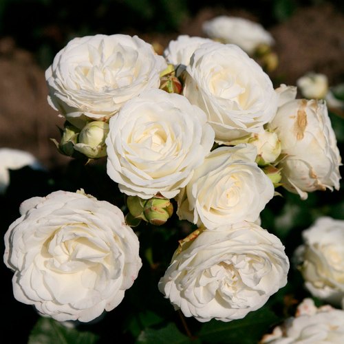 KORDES ROSEN Zwergrose, Rosa »Schneeküsschen®«, Blüten: weiß - weiss
