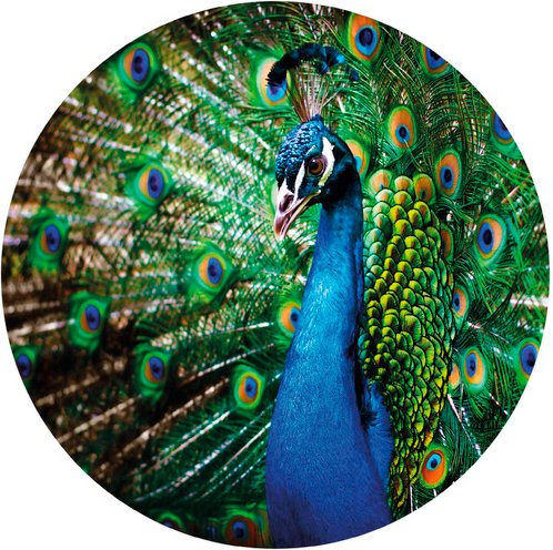K&L Wall Art Vliestapete »Runde Vliestapete«, Retro Pfau König der Vögel, mehrfarbig, matt - bunt
