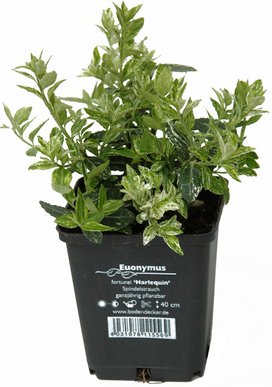 Thumbnail - HELIX PFLANZEN Spindelstrauch, Euonymus fortunei »Halequin«, Blattfarbe: weiß/grün - weiss