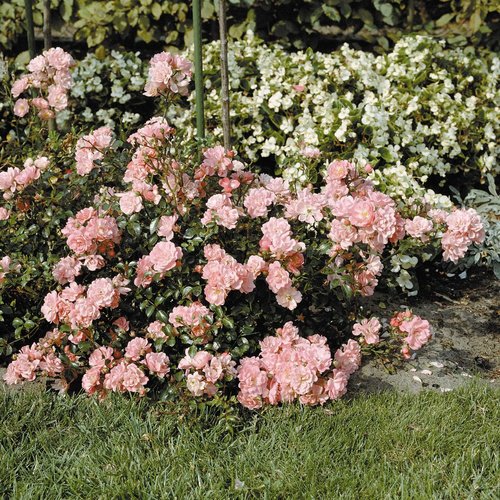 ROSEN TANTAU Bodendeckerrose Rosa hybride »Satina«