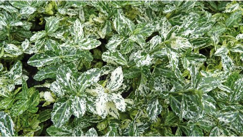 HELIX PFLANZEN Spindelstrauch, Euonymus fortunei »Halequin«, Blattfarbe: weiß/grün - weiss