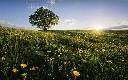 KOMAR Vliestapete »Frühling«, Breite 450 cm, seidenmatt - bunt
