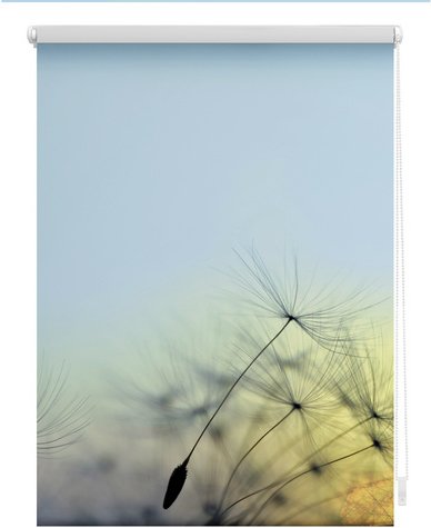 Thumbnail - Lichtblick Rollo, Klemmfix, 60x150 cm, Pusteblume, blau