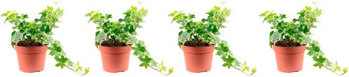 Flowerbox Gemeiner Efeu Hedera Helix, 3er-Set, grün/bunt, Topf-Ø: 13 cm