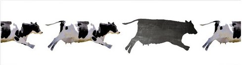 mySPOTTI Küchenrückwand »Memocow«, Aluverbund, Kuh