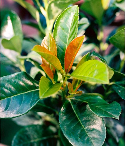 Kirschlorbeer, Prunus laurocerasus »Etna«, Blätter: dunkelgrün, Blüten: cremeweiß - gruen