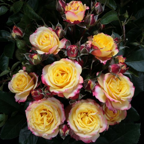 ROSEN TANTAU Zwergrose Rosa hybride »Clementine« - gelb