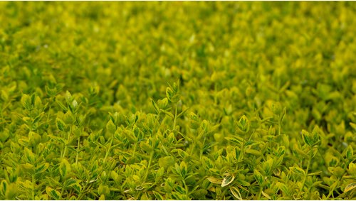 Thumbnail - HELIX PFLANZEN Spindelstrauch, Euonymus fortunei »Emerald Gold«, Blattfarbe: grün/gelb