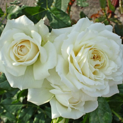 KORDES ROSEN Kletterrose Rosa »Alaska®« - weiss