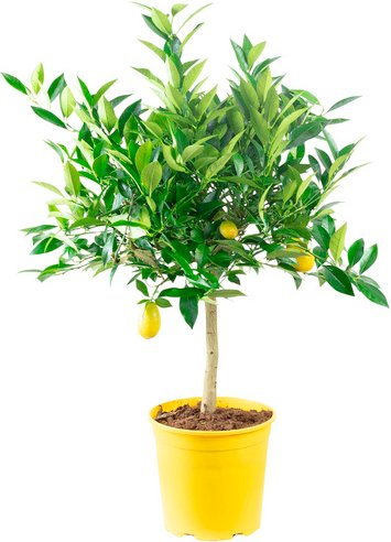 Flowerbox Zitrone, Citrus limon, Blüte: Weiß - gruen