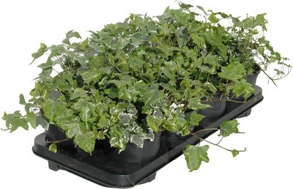 HELIX PFLANZEN Bodendecker, T13, bunt, 6er Set