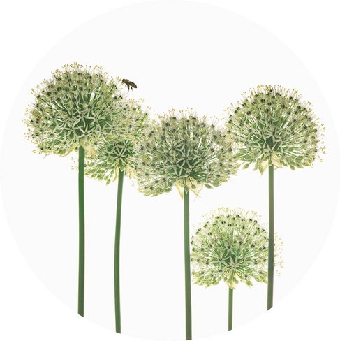 K&L Wall Art Vliestapete »Runde Vliestapete«, Kadam Botanische Zierlauch, mehrfarbig, matt - bunt