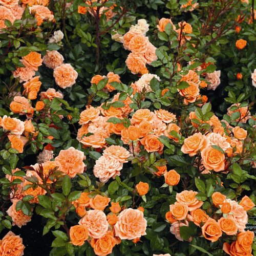 ROSEN TANTAU Zwergrose Rosa hybride »Ninetta« - orange