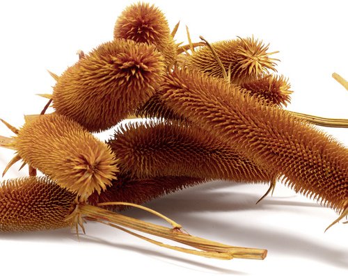 Flowerbox Trockenblumen »Kardendisteln« - orange