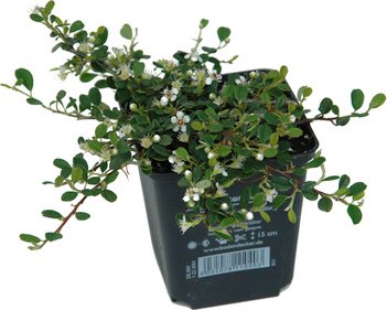 HELIX PFLANZEN Zwergmispel, Cotonaster dammeri »Streibs Findling«, Blattfarbe: grün, Blüte: weiß - gruen