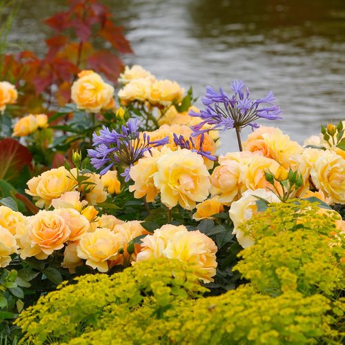 ROSEN TANTAU Beetrose, Rosa x hybrida »Hansestadt Rostock«, Blüte: gelb, gefüllt