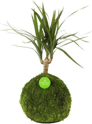 Kibonu Kibonu Drachenbaum, Dracaena marginata »Dracaena Marginata« - gruen