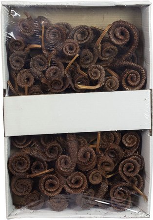 Thumbnail - Flowerbox Dekozweig - beige