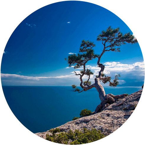 K&L Wall Art Vliestapete »Runde Vliestapete«, Baum am Meer blauer Himmel, mehrfarbig, matt - bunt