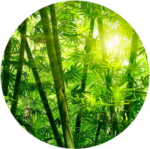 Thumbnail - K&L Wall Art Vliestapete »Runde Vliestapete«, grün Bambus Wald Sonnenschein, mehrfarbig, matt - bunt