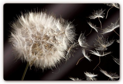 K&L Wall Art Glasbild »Glasbild«, BxH: 60 x 40 cm, Löwenzahn Pusteblume Vintage