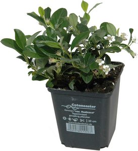 HELIX PFLANZEN Zwergmispel, Cotonaster dammeri »Radicans«, Blattfarbe: grün, Blüte: weiß - gruen