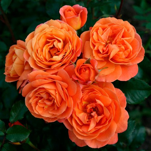 KORDES ROSEN Beetrose, Rosa »Phoenix®«, Blüte: orange, gefüllt