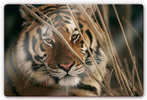 K&L Wall Art Glasbild »Glasbild«, BxH: 60 x 40 cm, Wand Deko Safari Katze Tiger