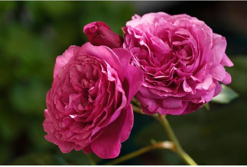 ROSEN TANTAU Beetrose, Rosa x hybrida »Kaffe Fassett«, Blüte: violett, gefüllt - lila