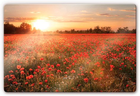 K&L Wall Art Glasbild »Glasbild«, BxH: 60 x 40 cm, Wand Deko Mohnblume Blumen
