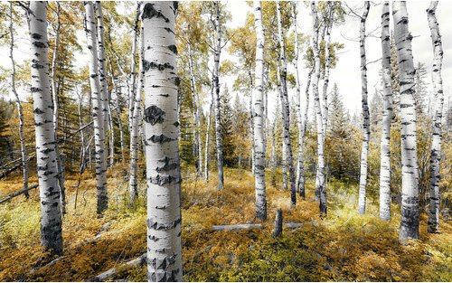 KOMAR Vliestapete »Colorful Aspenwoods«, Breite 450 cm, seidenmatt - bunt