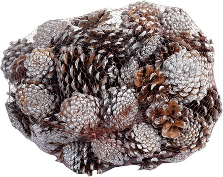 Flowerbox Zapfen - silberfarben | tuerkis