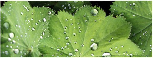 mySPOTTI Badrückwand »Good Morning«, BxH:120 cm x 45 cm, blau