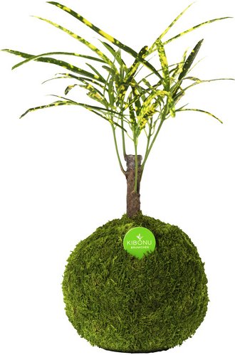 Kibonu Kibonu Wunderstrauch, Codiaem Sunny »Codiaeum Sunny« - gelb