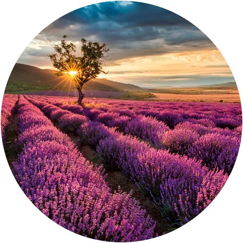 K&L Wall Art Vliestapete »Runde Vliestapete«, Lavendel Acker lila Landschaft, mehrfarbig, matt - bunt