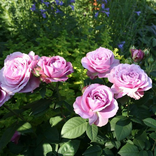 ROSEN TANTAU Zwergrose Rosa hybride »Lavender Ice« - lila