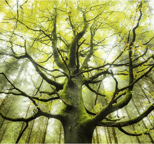 KOMAR Vliestapete »Der Traumbaum«, Breite 300 cm, seidenmatt - bunt