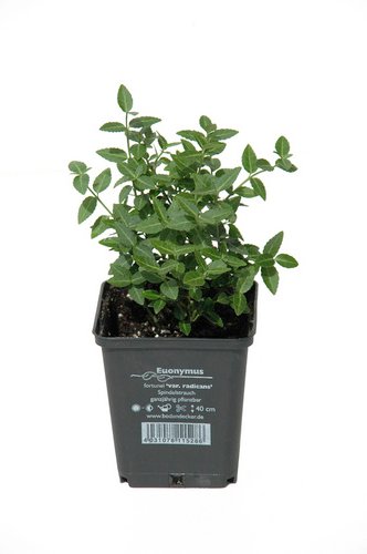 HELIX PFLANZEN Spindelstrauch, Euonymus fortunei »Var. Radicans«, Blattfarbe: grün - gruen